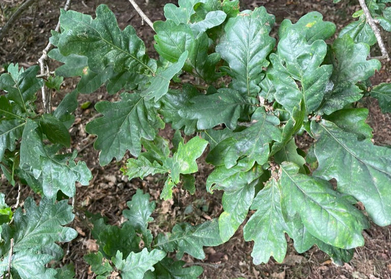 Wooden Fridge Magnet: Oak